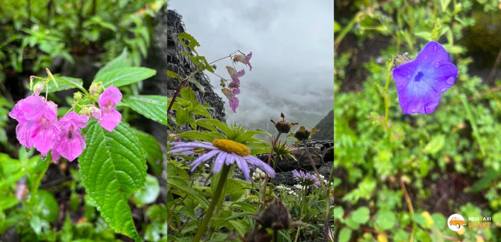 valley of Flowers trek