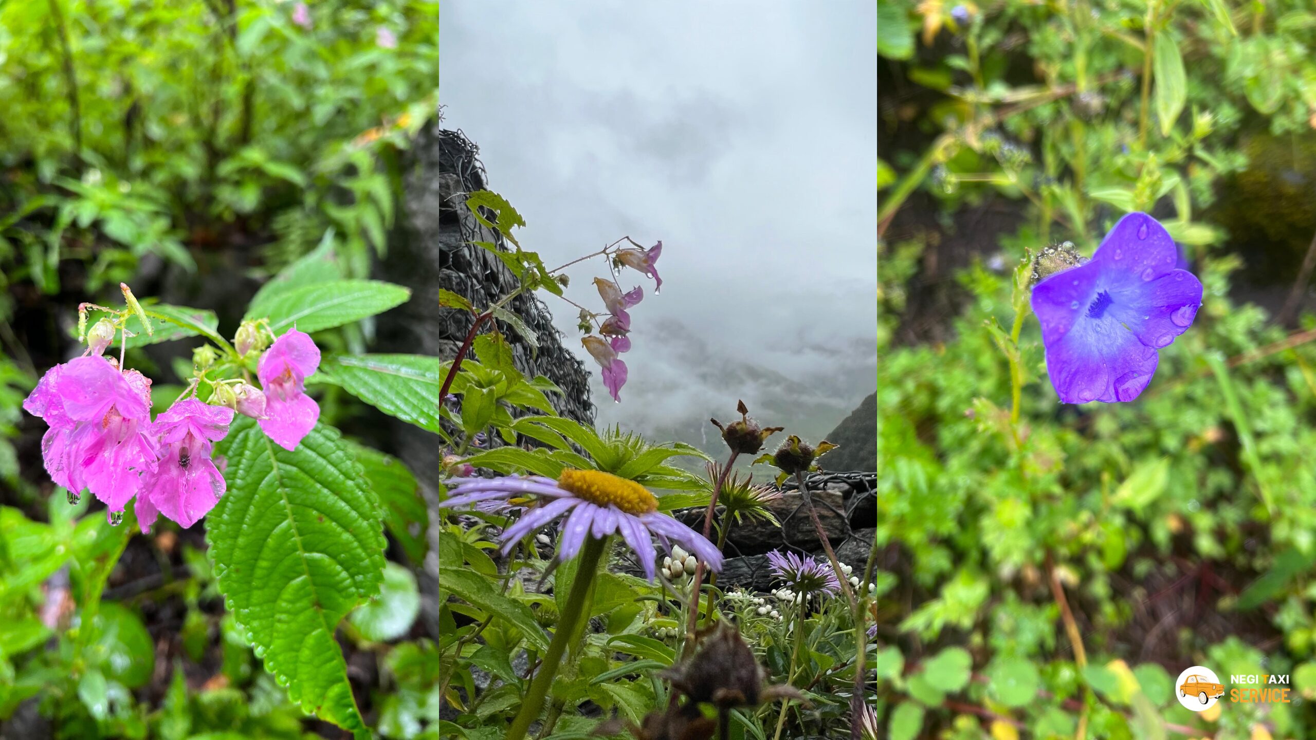 valley of Flowers trek